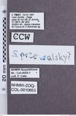 Etikette zu Sinophotistus przewalskyi  (NHMW-ZOO-COL-0010653)